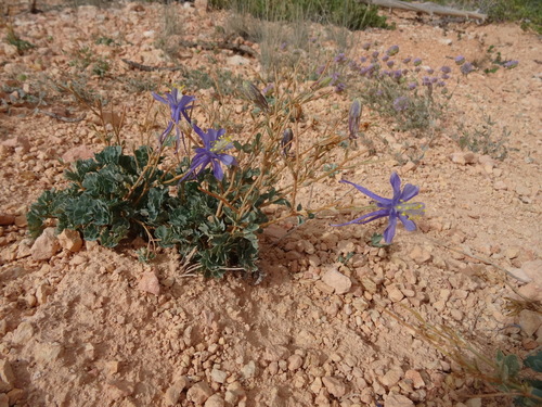 Utah columbine (Aquilegia scopulorum)