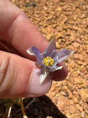 Utah columbine (Aquilegia scopulorum)