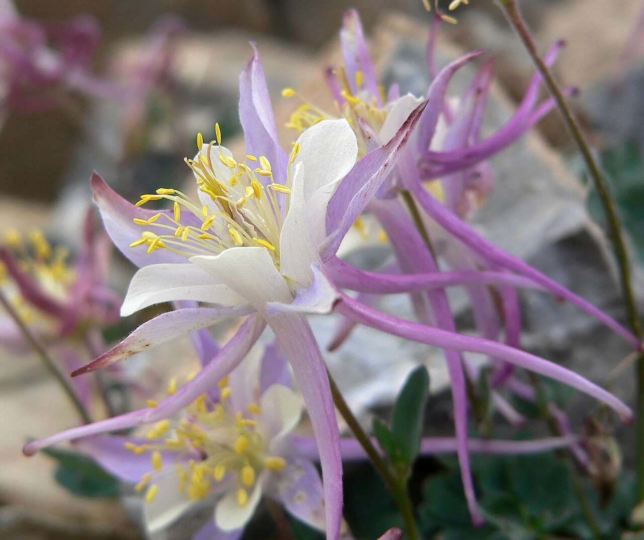 Utah columbine: Aquilegia scopulorum above treeline on the NW face of Charleston Peak, Spring Mountains, southern Nevada