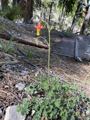 Aquilegia shockleyi (Aquilegia shockleyi)