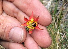 Aquilegia shockleyi (Aquilegia shockleyi)