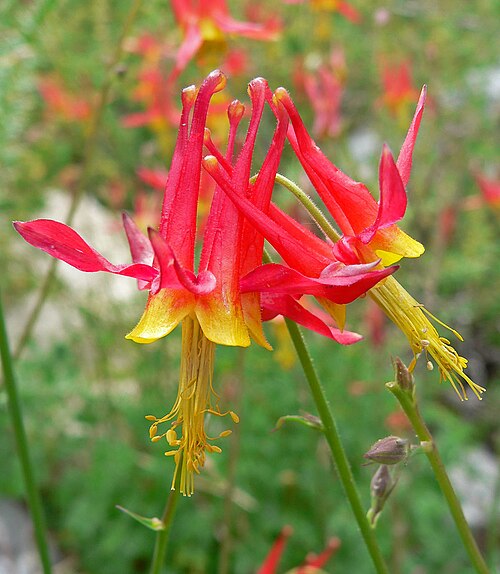Aquilegia shockleyi: Aquilegia shockleyi at Mummy Spring, Spring Mountains , southern Nevada