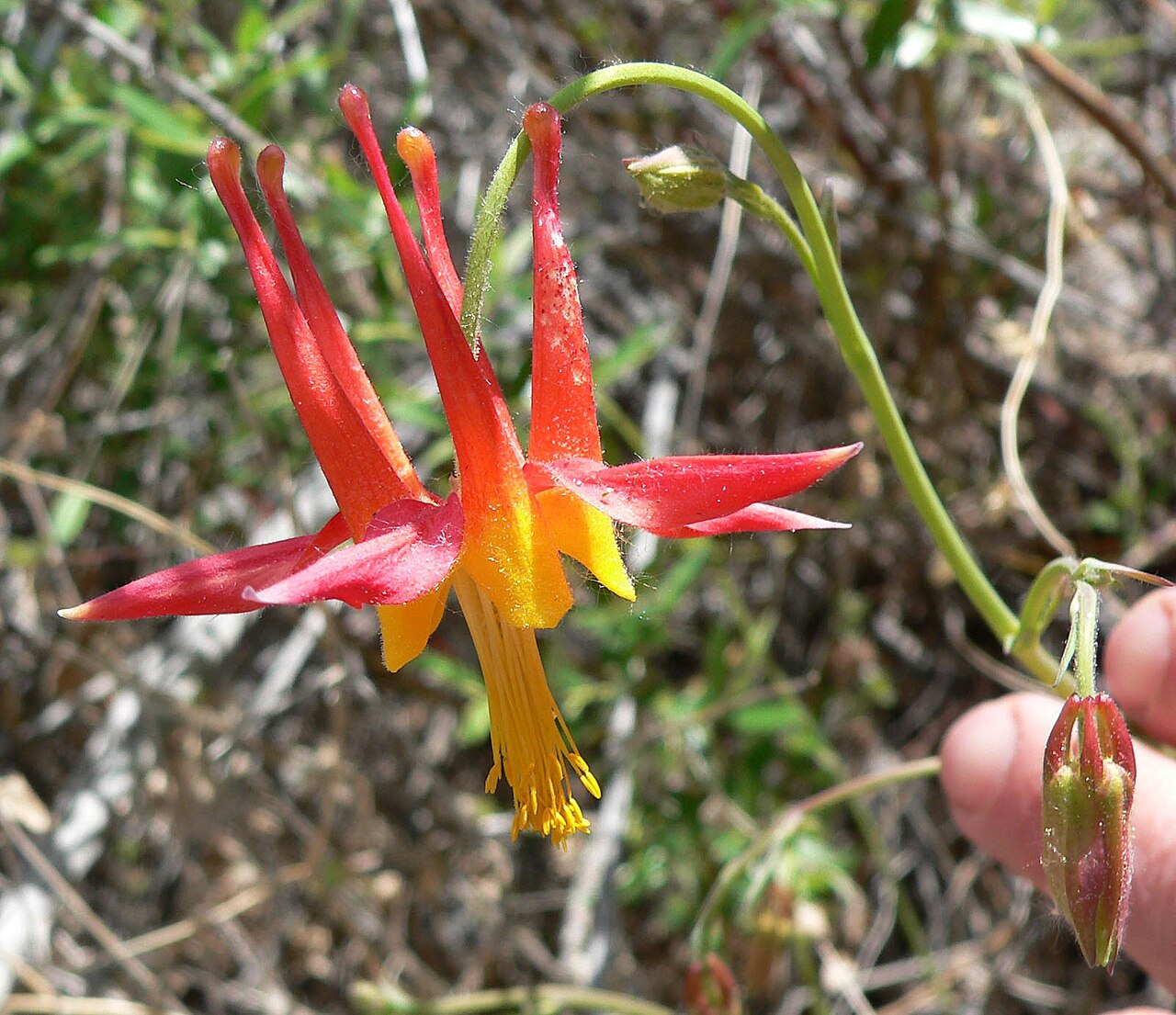 Aquilegia shockleyi: Aquilegia shockleyi in Carpenter Canyon near the road end/turnaround, Spring Mountains, southern Nevada