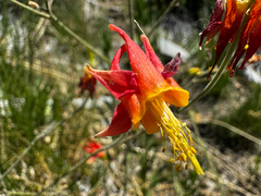 Aquilegia shockleyi (Aquilegia shockleyi)
