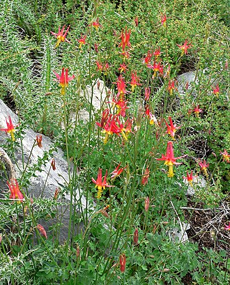 Aquilegia shockleyi: Aquilegia shockleyi at Mummy Spring, Spring Mountains , southern Nevada
