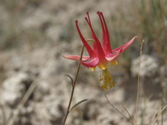 Aquilegia shockleyi (Aquilegia shockleyi)