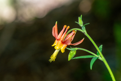 Aquilegia shockleyi (Aquilegia shockleyi)