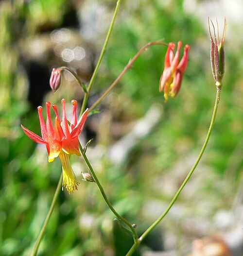 Aquilegia shockleyi: Aquilegia shockleyi in avalanche chute left of the South Loop trail where it ascends out of the chute, Spring Mountains, southern Nevada
