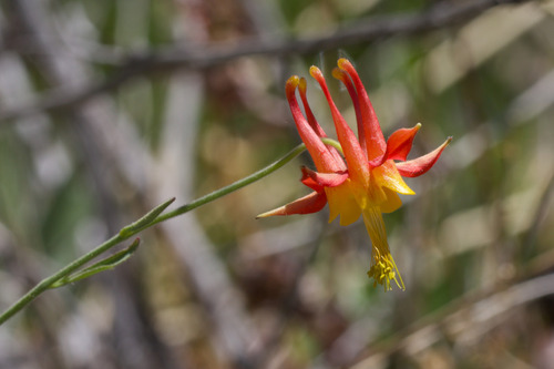 Aquilegia shockleyi (Aquilegia shockleyi)