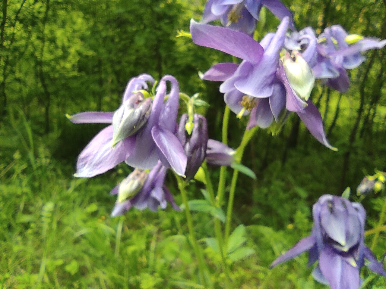 Aquilegia sibirica: Siberian columbine