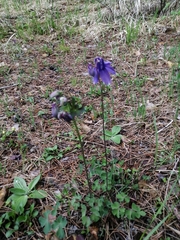 Aquilegia sibirica (Aquilegia sibirica)