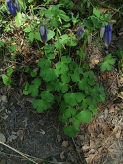 Aquilegia sibirica (Aquilegia sibirica)