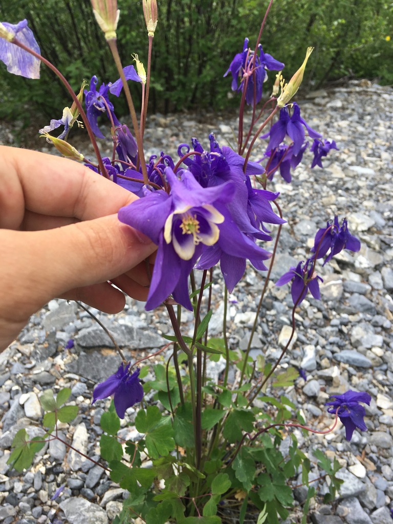 Aquilegia sibirica (Aquilegia sibirica)