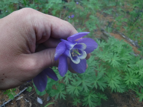Aquilegia sibirica (Aquilegia sibirica)