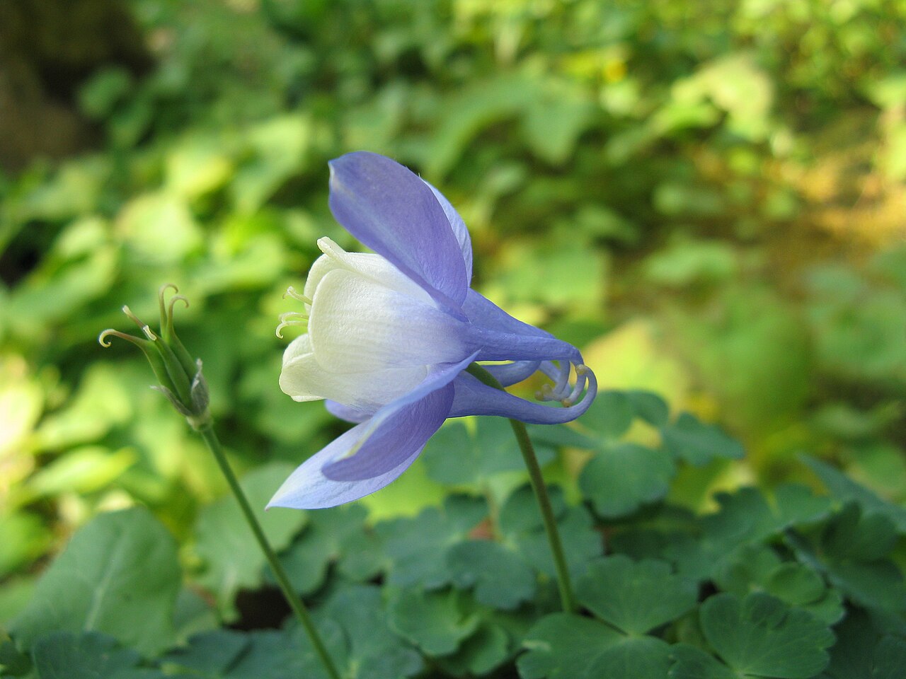 Aquilegia sibirica: Scientific name Aquilegia sibirica Place:Osaka Prefectural Flower Garden,Osaka,Japan