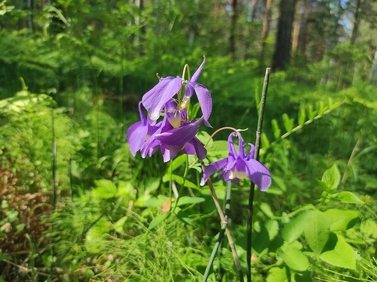 Aquilegia sibirica: Siberian columbine