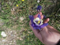 Aquilegia sibirica (Aquilegia sibirica)
