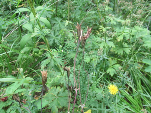 Aquilegia sibirica (Aquilegia sibirica)