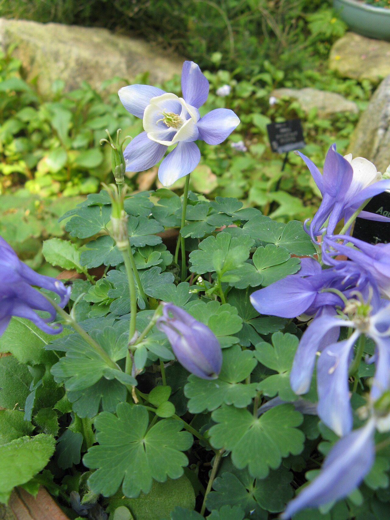 Aquilegia sibirica: Scientific name Aquilegia sibirica Place:Osaka Prefectural Flower Garden,Osaka,Japan