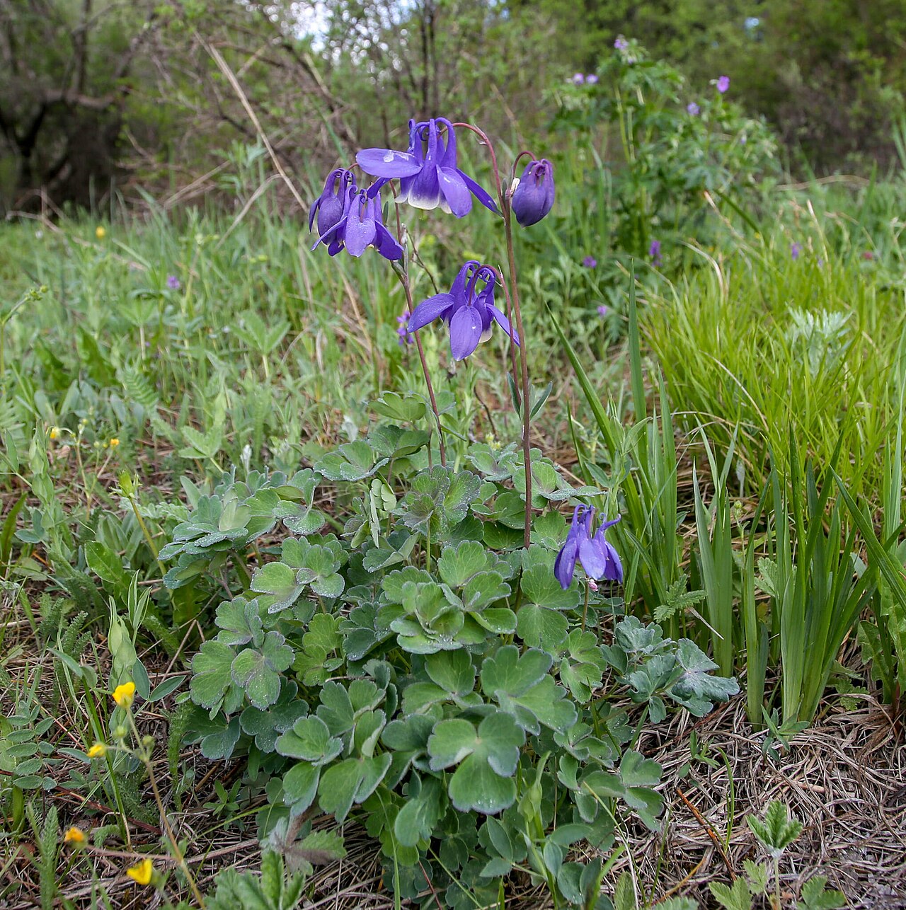 Aquilegia sibirica: Siberian columbine