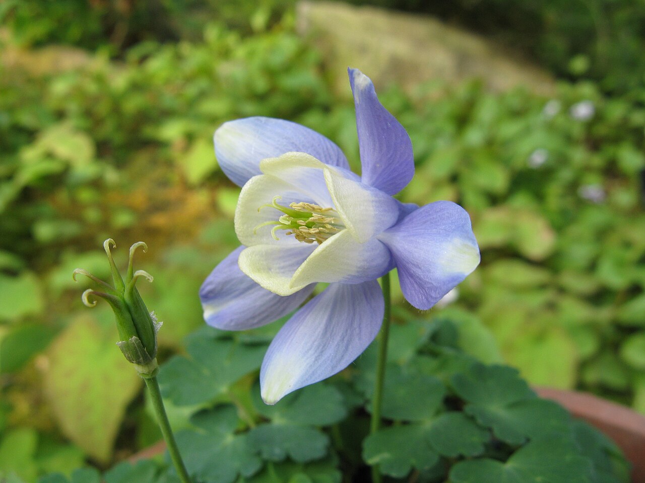 Aquilegia sibirica: Scientific name Aquilegia sibirica Place:Osaka Prefectural Flower Garden,Osaka,Japan