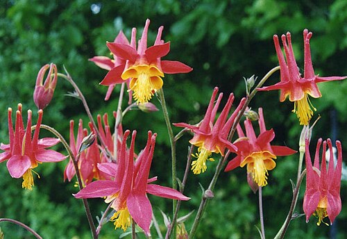 Aquilegia skinneri: Aquilegia skinneri