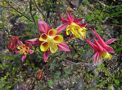 Aquilegia skinneri: Native to northern and central Mexico. Univ. of B.C. Botanical Gardens. In context at www.dixpix.ca/meso_america/Flora/mixed/index.html