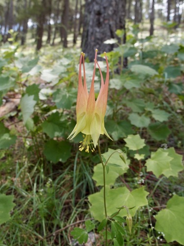 Aquilegia skinneri (Aquilegia skinneri)
