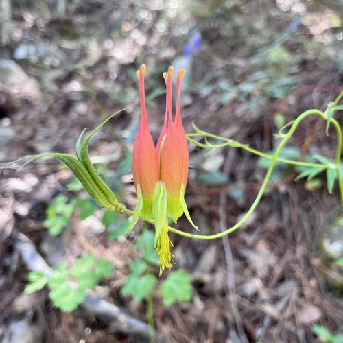 Aquilegia skinneri (Aquilegia skinneri)