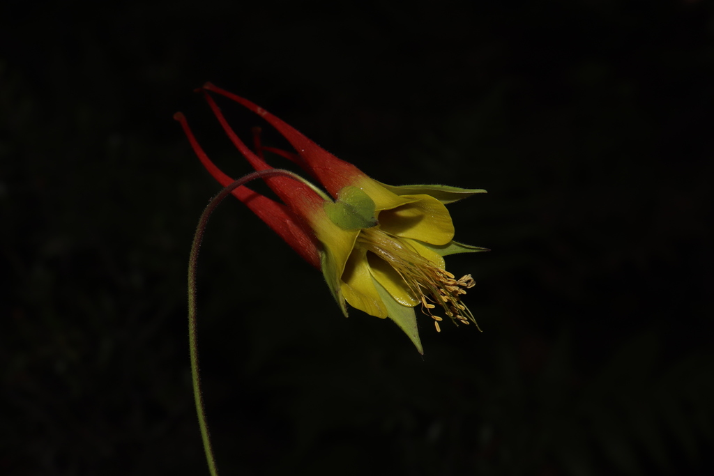 Aquilegia skinneri (Aquilegia skinneri)