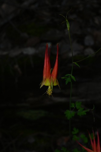 Aquilegia skinneri (Aquilegia skinneri)