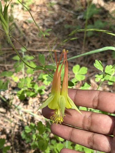 Aquilegia skinneri (Aquilegia skinneri)