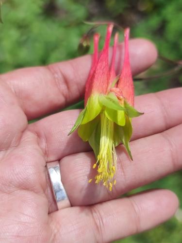 Aquilegia skinneri (Aquilegia skinneri)