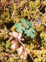 Aquilegia skinneri (Aquilegia skinneri)