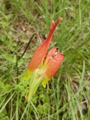 Aquilegia skinneri (Aquilegia skinneri)