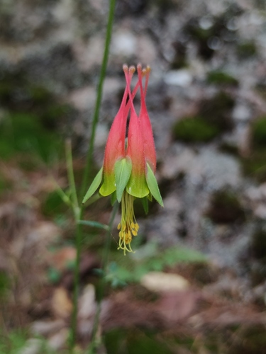 Aquilegia skinneri (Aquilegia skinneri)