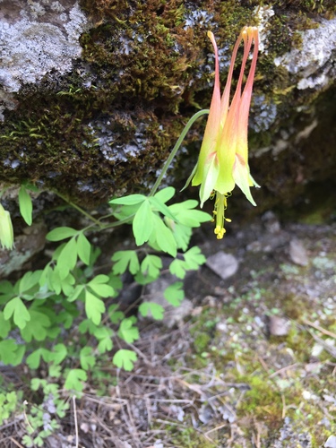 Aquilegia skinneri (Aquilegia skinneri)