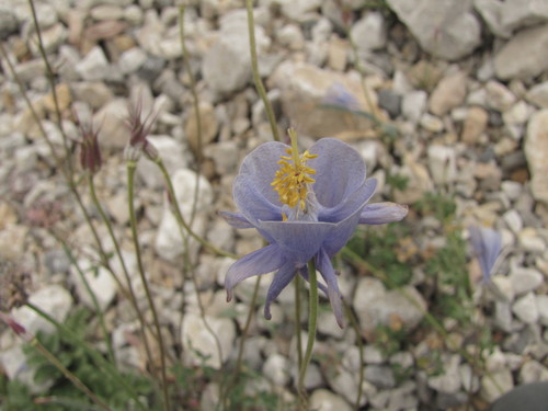 Aquilegia tianschanica (Aquilegia tianschanica)