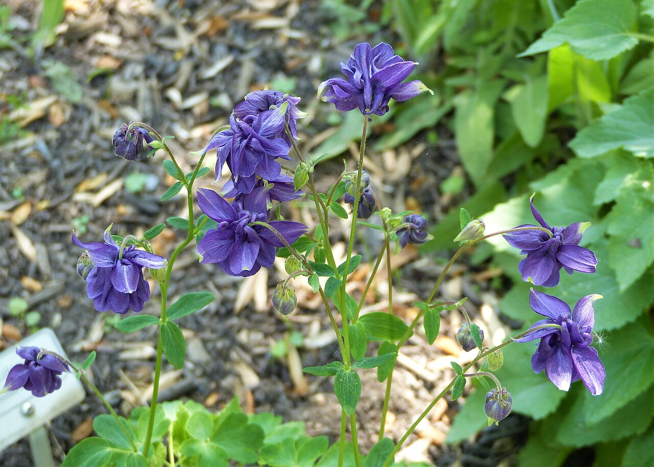 Aquilegia transsilvanica: Aquilegia transsilvanica au Jardin des Plantes de Nantes