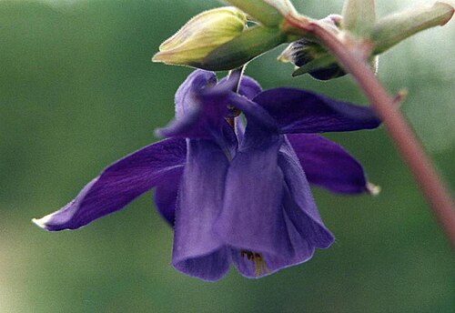 Aquilegia transsilvanica: Aquilegia transsilvanica