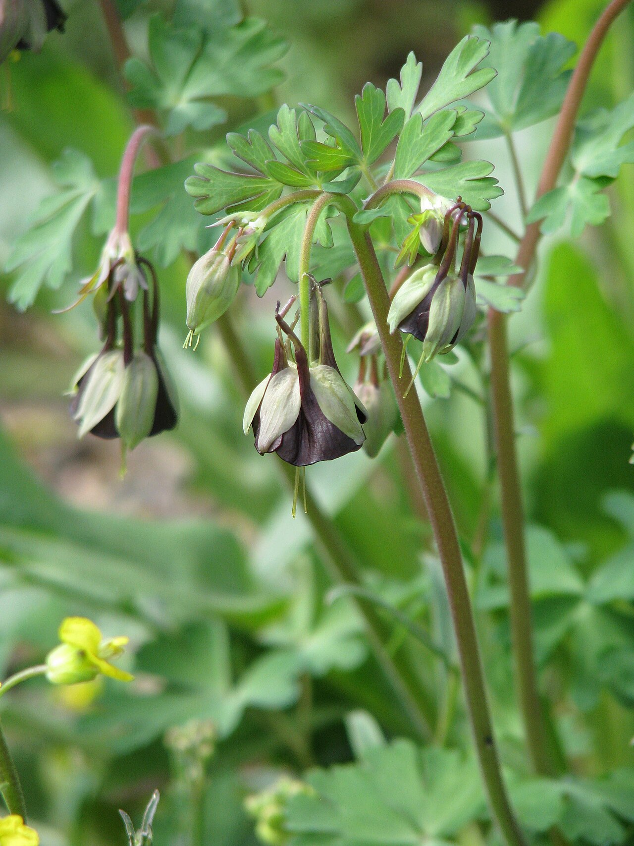 Aquilegia viridiflora: Aquilegia viridiflora
