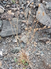 Aquilegia viridiflora (Aquilegia viridiflora)