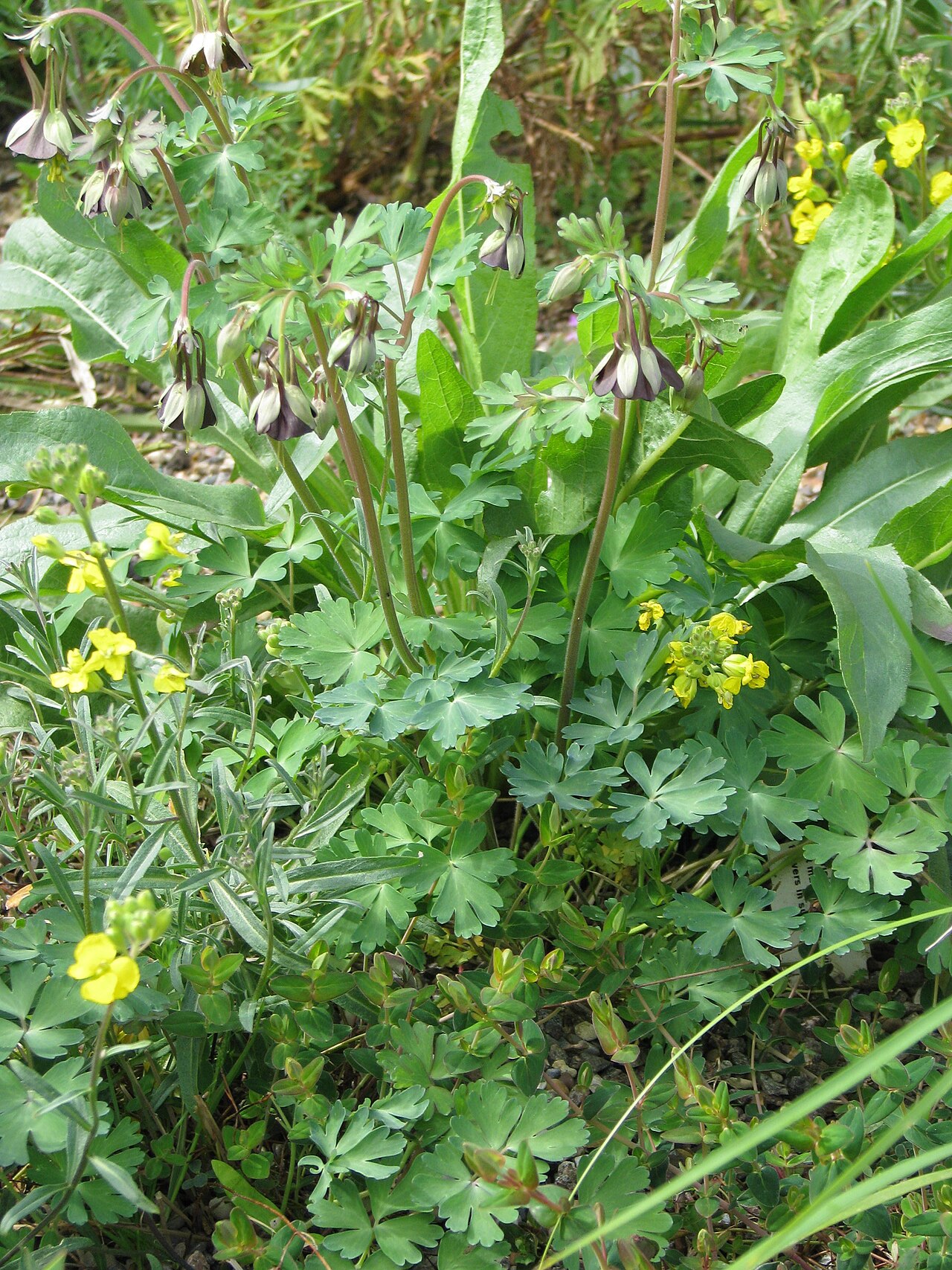 Aquilegia viridiflora: Aquilegia viridiflora