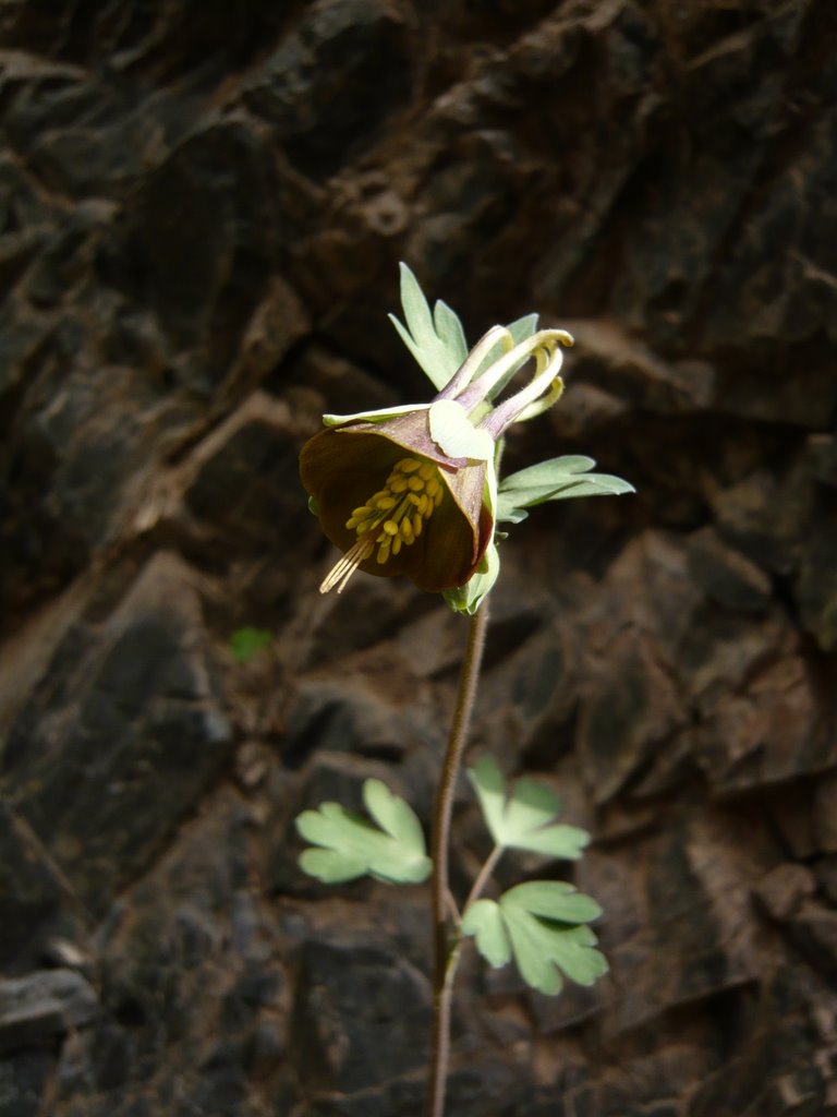Aquilegia viridiflora: Aquilegia viridiflora from Yolin Am, Mongolia.