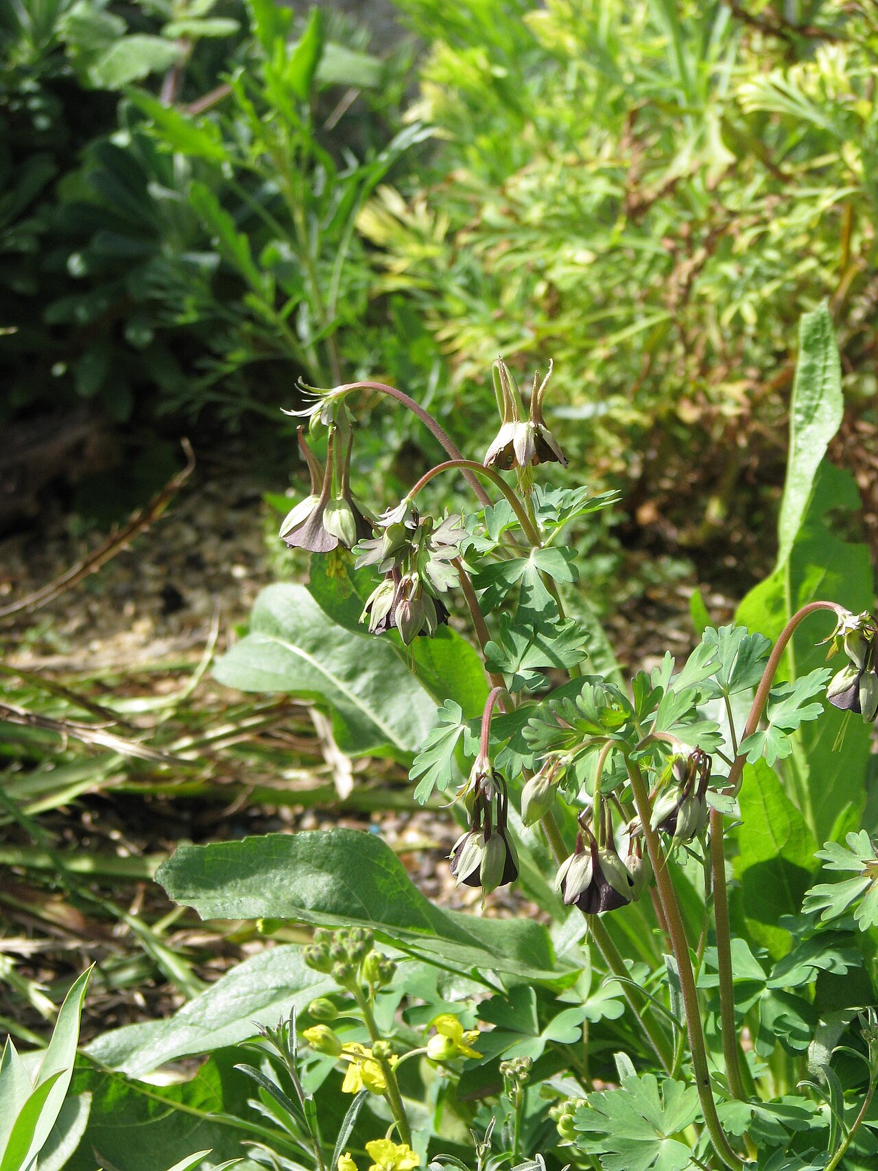 Aquilegia viridiflora: Aquilegia viridiflora