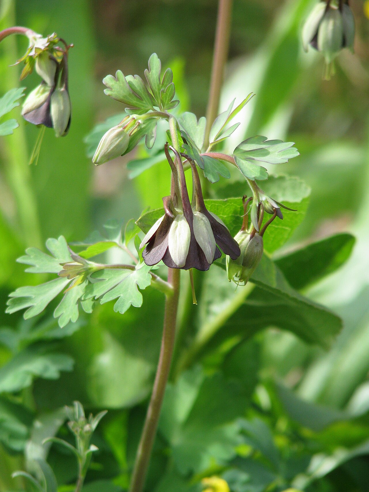Aquilegia viridiflora: Quite common these days but such a terrific plant. There are two self-sown plants on the nursery now. I'm not sure where the original came from.