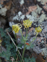 Aquilegia viridiflora (Aquilegia viridiflora)