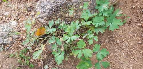 Aquilegia viridiflora (Aquilegia viridiflora)