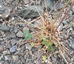 Aquilegia viridiflora (Aquilegia viridiflora)