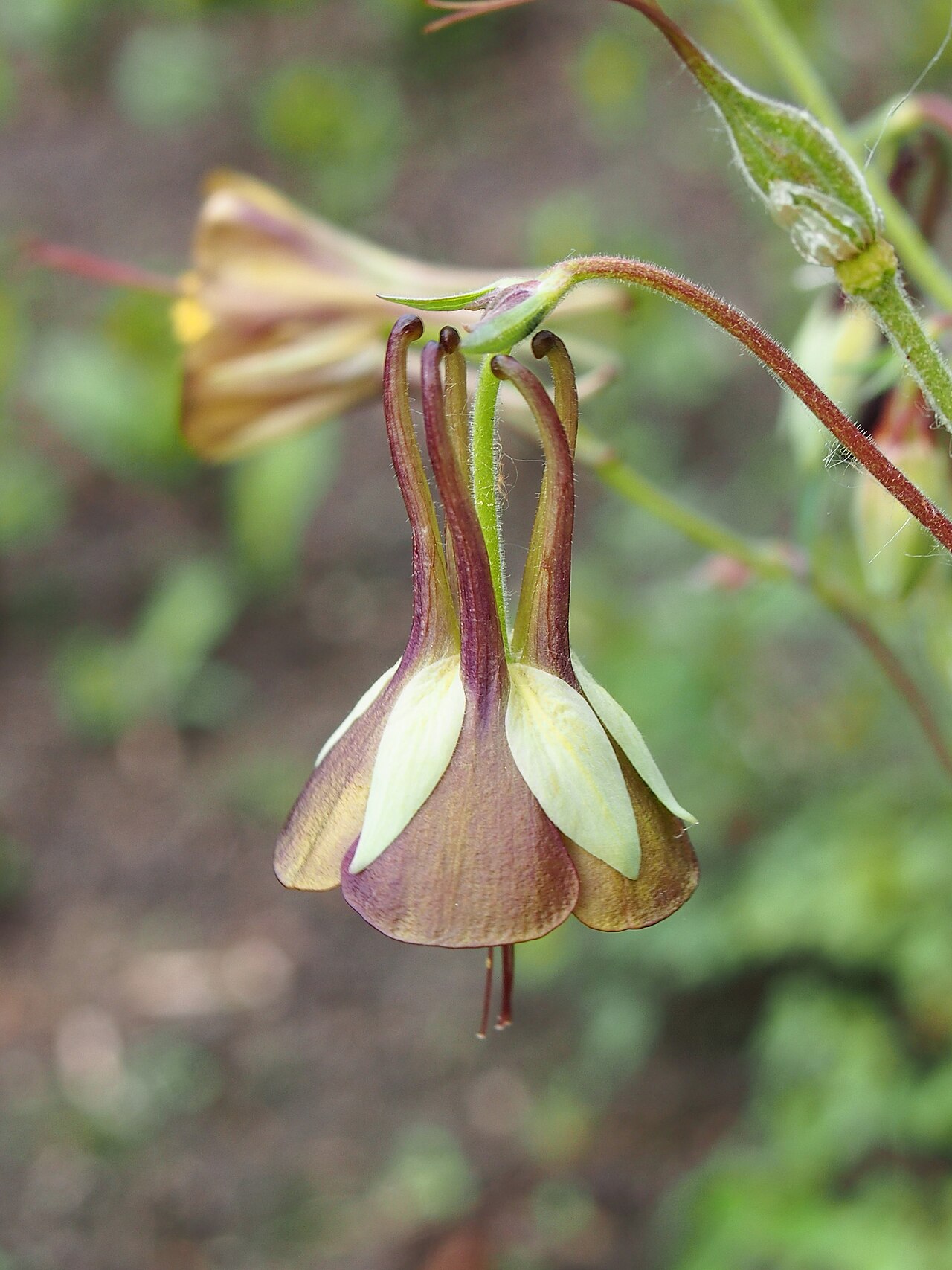 Aquilegia viridiflora: Western Columbine ( Aquilegia viridiflora ) flower, plant cultivated in Wrocław University Botanical Garden, Wrocław, Poland.